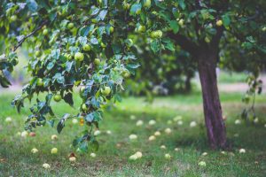 Frugt_natur_klima_æbletræ